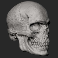 Male Skull 3D Print Model - Thumbnail 7