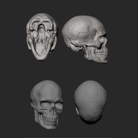 Male Skull 3D Print Model - Thumbnail 8