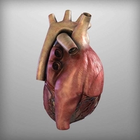 Human Heart Anatomy 3D Print Model - Thumbnail 2