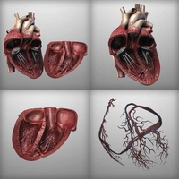 Human Heart Anatomy 3D Print Model - Thumbnail 3