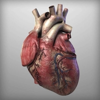 Human Heart Anatomy 3D Print Model - Thumbnail 5