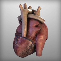 Human Heart Anatomy 3D Print Model - Thumbnail 7