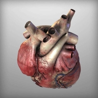 Human Heart Anatomy 3D Print Model - Thumbnail 8