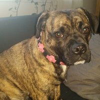 Dog collar with studs - Thumbnail 8