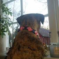 Dog collar with studs - Thumbnail 9