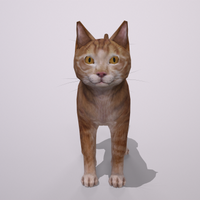 Orange Cat - Thumbnail 2