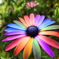flower - Thumbnail 2