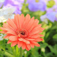 flower - Thumbnail 3