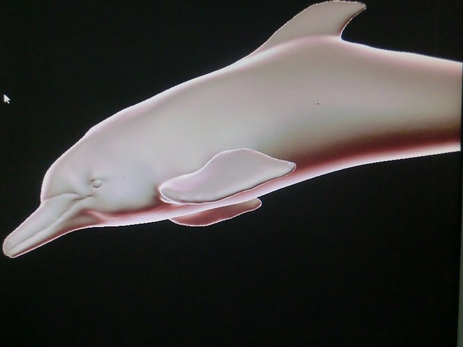 delfin rosado 3D Print 60308