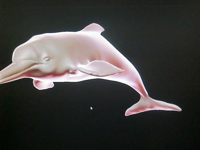 delfin rosado 3D Print 60309