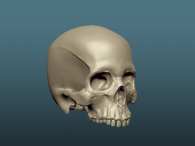 Skull 3D Print 60492