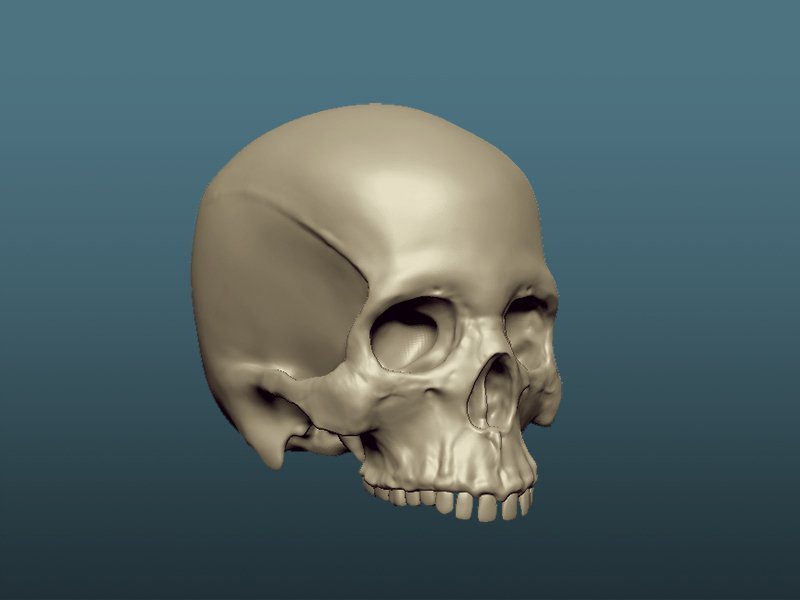 Skull