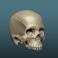 Small Skull 3D Printing 60492