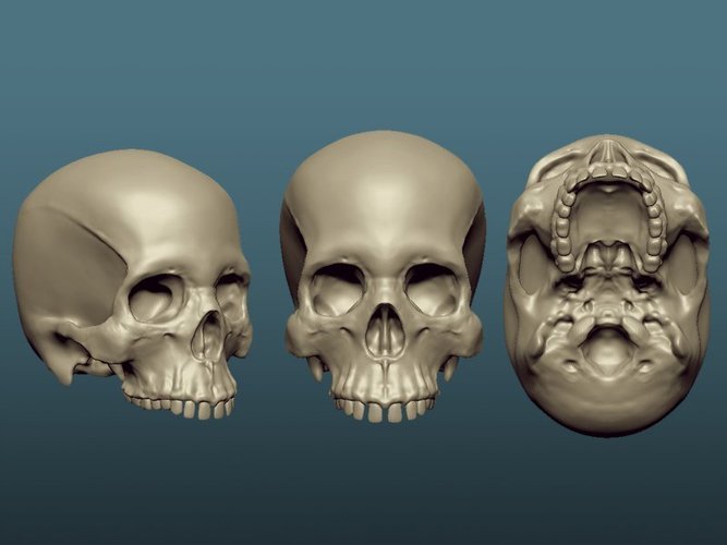 Skull 3D Print 60494