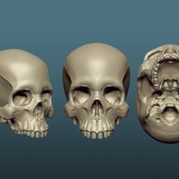 Skull - Thumbnail 2