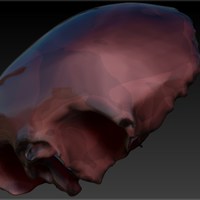 Human Frontal Bone - Thumbnail 2
