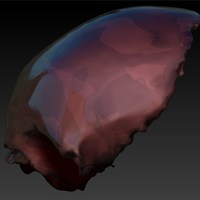 Human Frontal Bone - Thumbnail 3