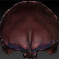 Human Frontal Bone - Thumbnail 4