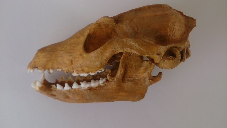 Crâne de renard 3D Print 62497