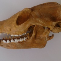 Small Crâne de renard 3D Printing 62497