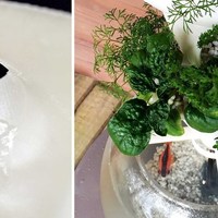 Cascaqua | Cascading Aquaponics System - Thumbnail 6