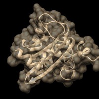 Papillomavirus Replication Initiation Complex - Thumbnail 6