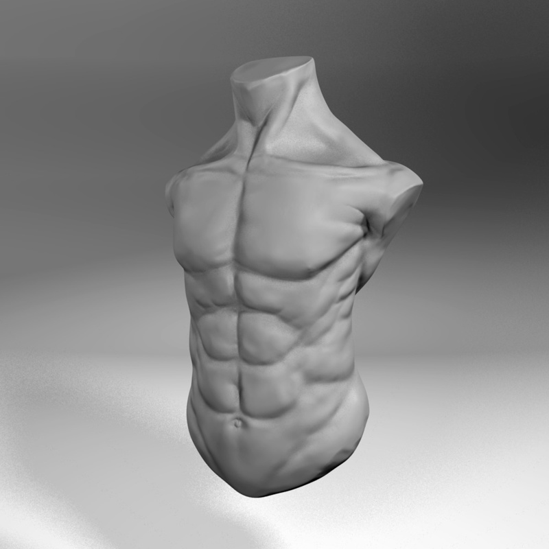 Male Torso