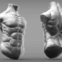 Male Torso - Thumbnail 2
