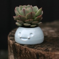 Happy Planters- Small - Thumbnail 5