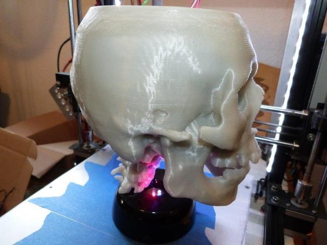 Human Skull from MRI 3D Print 65014