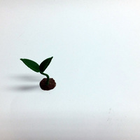 Tree Life - Thumbnail 2
