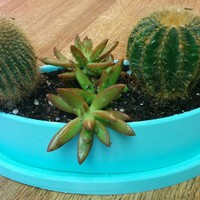Planter3 & Tray3 - Thumbnail 4