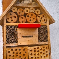 Bee drinking - Thumbnail 3