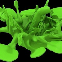 kite plant - Thumbnail 4