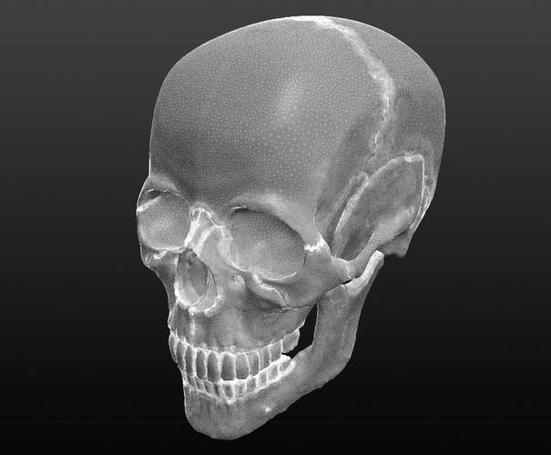 Human Skull 3D Print 80037
