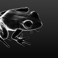 Wood Frog - Thumbnail 1