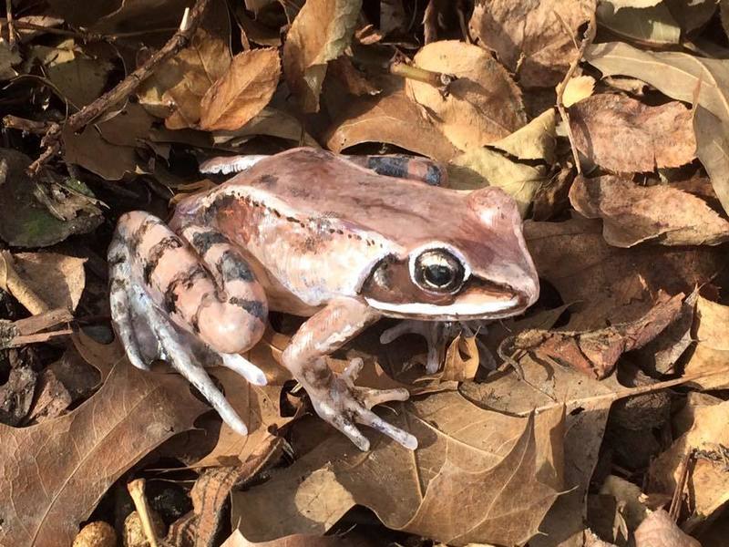 Wood Frog