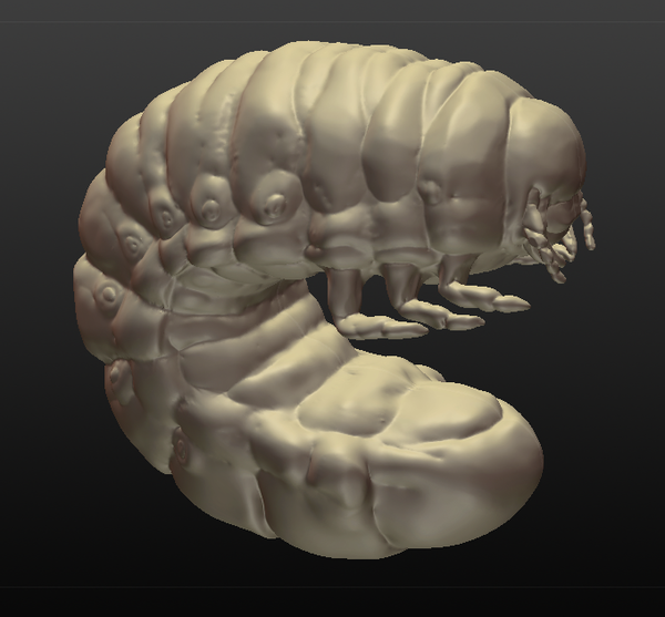 Rhino Beetle Grub