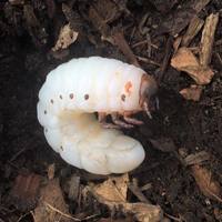 Rhino Beetle Grub - Thumbnail 2