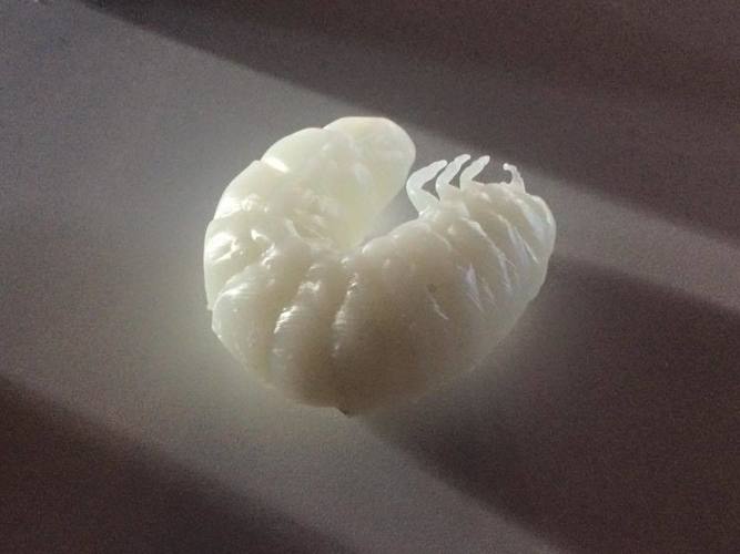 Rhino Beetle Grub 3D Print 80056