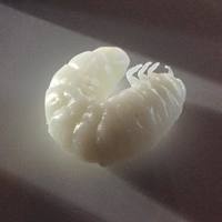 Rhino Beetle Grub - Thumbnail 3