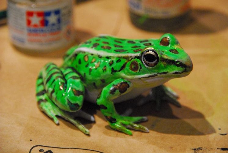Leopard Frog (Rana pipiens) 3D Print 81902