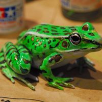 Small Leopard Frog (Rana pipiens) 3D Printing 81902