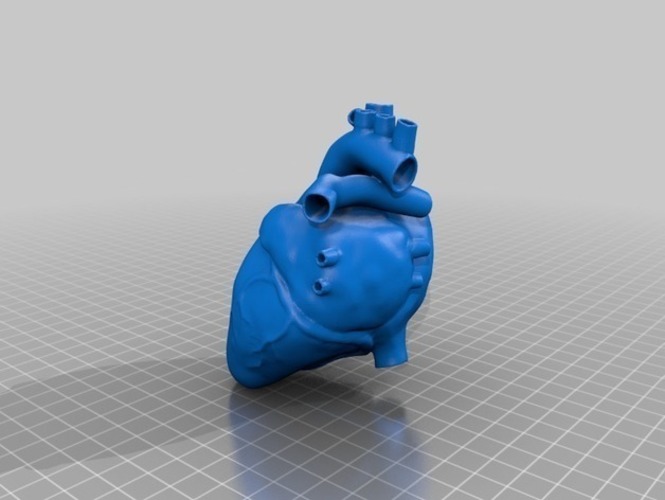 Anatomical Heart 3D Print 82536