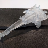 Skull of European eel (Anguilla anguilla) - Thumbnail 1