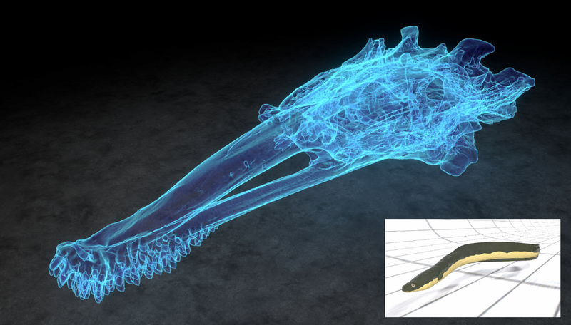 Skull of European eel (Anguilla anguilla)