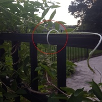Plant Tie - Thumbnail 3