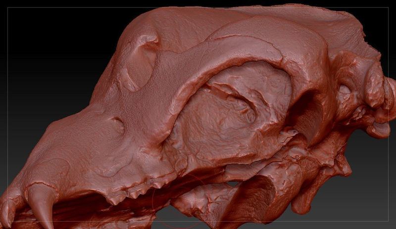 Skull cavern bear