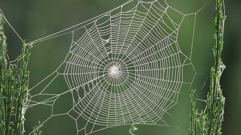Spider Web