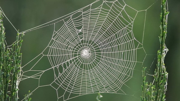 Spider Web